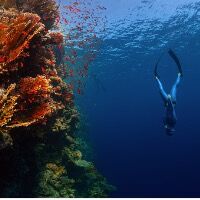 A diver learning Everything he Need to Know About Freediving